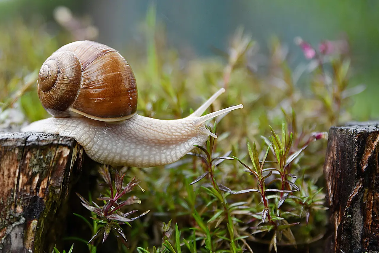 Ce que cache vraiment un jardin 100 % écolo